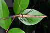CollectionObject 1563994; 4c7f6db9-1642-4312-9b9a-e0494c5b848e: copyright Oskar Conle. female, dorsal view (paratype). (CollectionObject).;CollectionObject 1563995; 47eb933e-7a25-4ff4-80d8-eda30f784749: copyright Oskar Conle. female, dorsal view (paratype). (CollectionObject).;CollectionObject 1563996; 77d4db78-eeb3-4426-96df-433fc1813b3f: copyright Oskar Conle. female, dorsal view (paratype). (CollectionObject).