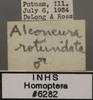 Other: !! display not done !! on Alconeura (Alconeura) rotundata Ball & DeLong, 1925: Labels. (Observation).