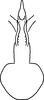 Aedeagus, ventral view on Erythridula rubens (Beamer, 1930): Aedeagus, ventral view. (Observation).