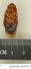 CollectionObject 1573088; 69954d10-0125-493a-b05e-83bf3436e7b7: Copyright Natural History Museum, London. Non-type (adult male) in BM(NH). Ventral view. (CollectionObject).