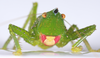 Emeraldagraecia munggarifrons Rentz, Su & Ueshima, 2012: 2014. male, frontal view. (Otu).