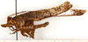 male, lateral view. Depicts CollectionObject 1499674; d771c40c-9363-43d2-91a2-0ecc71bd61f0, a CollectionObject.