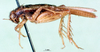 CollectionObject 1502077; 6b49e1ec-f180-4e11-b94a-f59ad78fe90c: male, lateral view. (CollectionObject).