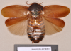 Henschoutedenia occidentalis (Fabricius, 1787): Holotype of synonym Rhyparobia rufipes Kirby, 1903, female, dorsal. BMNH(E)#878083. (Otu).