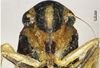 Head on Atkinsoniella mediofasciola Yang & Li, 2002: (Observation).