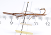 CollectionObject 1563197; 5c7ea216-d2ca-4a2e-be4e-2c262a27d041: copyright ANSP. male, lateral view (paratype). (CollectionObject).