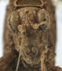 female face (holotype) - http://coldb.mnhn.fr/catalognumber/mnhn/eo/ensif802. Depicts CollectionObject 1539799; 06d10633-24b9-4b22-95b2-13e7711f824e, a CollectionObject.