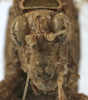 CollectionObject 1539799; 06d10633-24b9-4b22-95b2-13e7711f824e: female face (holotype) - http://coldb.mnhn.fr/catalognumber/mnhn/eo/ensif802. (CollectionObject).