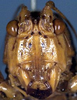 CollectionObject 1516794; bb9b81e2-7dfa-4dec-8bbf-edd08a7461fb: head, frontal view (syntype). (CollectionObject).