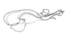 Zygoclistron trachystictum Rehn, 1905: Fig. 62. endophallus, lateral view. (Otu).