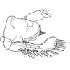 Pygofer, lateral view: Genital capsule, lateral view. (Observation).