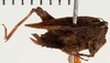 CollectionObject 1574540; NHRS NRM-ORTH 13403, 327e181c-7531-4157-8ae6-d4836881bf4f: female, lateral view (paratype of Tetrix sjostedti). (CollectionObject).