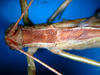 CollectionObject 1502884; 9e214f36-876c-4209-95cf-f2e9e46c516b: male head and pronotum, dorsal view (paralectotype of Tylopsis vittata). (CollectionObject).