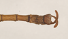 CollectionObject 1561873; NHMUK(SF IMPORT DUPLICATE) 844565, 85e89e6d-4df3-49aa-8eb5-88a73118e7f0: copyright Natural History Museum, London. male: end of abdomen, dorsal view of synonym Diapheromera saussurei (holotype). (CollectionObject).