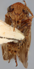 Head on Morinda sibirica (Emeljanov, 1962): Holotype. (Observation).