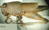 Microtmethis kuthyi Karny, 1910: male, lateral view. (Otu).