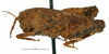 CollectionObject 1568269; 2fe9847a-e018-4082-9f8e-8886234fbf53: male, lateral view. (CollectionObject).