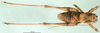CollectionObject 1500450; bec1b14b-f576-4b0b-9f69-15252effb799, DORSA BTanaschHTM: male, dorsal view (holotype). (CollectionObject).