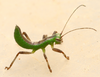 Mantophasmatidae Zompro, Klass, Kristensen & Adis, 2002: (Otu).