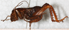 CollectionObject 1533014; 560ef361-7453-4b90-8710-1739ebaf32d0: male, lateral view. (CollectionObject).