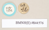 CollectionObject 1560435; dd64b8db-542d-499b-9925-069a0d78b473: copyright Natural History Museum, London. female, data labels [circular label reversed] (syntype). (CollectionObject).;CollectionObject 1560436; fb5361fa-2dec-4ea9-876a-b1c5e236ef61: copyright Natural History Museum, London. female, data labels [circular label reversed] (syntype). (CollectionObject).