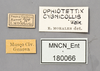CollectionObject 1585484; 94f9574f-0516-4cbc-a056-710658cac978: labels. (CollectionObject).