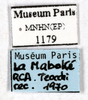 CollectionObject 1587267; MNHN(SF IMPORT DUPLICATE) MNHN-EP-EP1179, fdf32e2e-5503-4ae5-9950-4e149734b8ef: CC BY-NC-ND 4.0/MNHN - Depraetere Marion - 2014. Non type, female. Specimen number: MNHN-EP-EP1179. http://coldb.mnhn.fr/catalognumber/mnhn/ep/ep1179. (CollectionObject).