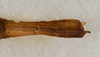 CollectionObject 1561486; 84de75f7-3ddd-4fad-bc3b-5110126516be: copyright USNM, Washington. (CollectionObject).;CollectionObject 1561487; 8a7175af-94a1-4785-9985-6015bda31578: copyright USNM, Washington. (CollectionObject).
