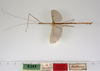 CollectionObject 1561958; 7eeabab2-6d31-432d-b63a-f6d6b8076580: copyright ZMUH, Hamburg. male, lateral view of synonym Sipyloidea filiformis (paralectotype). (CollectionObject).;CollectionObject 1561959; 1b4b0ab5-5da9-49e1-8b00-d1c62e34a828: copyright ZMUH, Hamburg. male, lateral view of synonym Sipyloidea filiformis (paralectotype). (CollectionObject).