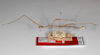 CollectionObject 1563579; f9f27a67-835c-4ba7-9ec7-6bf6ad889388: copyright ZMHB, Berlin. male, lateral view (syntype). (CollectionObject).