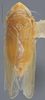 Habitus, dorsal view: !! display not done !! on Arundanus nacreosus (Crumb, 1915): Dorsal. (Observation).