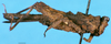 CollectionObject 1505106; 905d5fad-fd6c-4b73-b9f8-baa3bcd63a7b: female, lateral view (lectotype). (CollectionObject).
