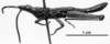 CollectionObject 1540562; 7596415d-d2f8-42b9-a939-494782c41d66: Image Carbonell, C.S. male, lateral view (lectotype). (CollectionObject).