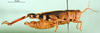 CollectionObject 1502154; a4b38459-b54b-477a-8916-cb7677b1e8f8: female, lateral view (paralectotype). (CollectionObject).