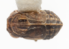 Habitus, dorsal view: (Observation).