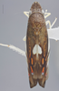 Habitus, dorsal view on Diedrocephala variegata (Fabricius, 1775): Dorsal. (Observation).