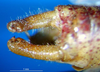 CollectionObject 1500712; b1f2604c-eaea-4aa2-848a-c20ab47707e8: male cerci (syntype). (CollectionObject).