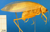 CollectionObject 1500526; 24761f4c-3a59-4dbd-b9a3-c970a3e644f6: male, lateral view (syntype). (CollectionObject).