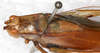 CollectionObject 1532155; NMW 7157, aeb7b1f3-e969-4555-8e71-6792f34baa5e: male, dorsal view (syntype). (CollectionObject).
