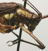 CollectionObject 1535919; d24c0490-9f3f-4c0e-b9c0-c9874d48aa41: male pronotum, lateral view (syntype). (CollectionObject).