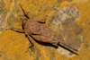 CollectionObject 1599712; 7828d5cd-2a26-4789-8826-43d5a20893e2: female (paratype). (CollectionObject).