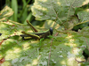 FieldOccurrence 70; 0849f55f-e907-4477-ba2e-fa034bd3b03d; Tanzania
Nilo forest reserve E Usambara, 2017/03/30: male. (FieldOccurrence).