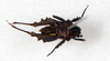 CollectionObject 1506051; bcb82a0a-408d-4539-a43e-3a00971f2dd9: male, ventral view (syntype). (CollectionObject).