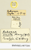 CollectionObject 1571065; 211c1626-22b1-4845-894a-3bc13149b1dd: female, labels (paratype). (CollectionObject).