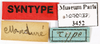 CollectionObject 1587354; MNHN(SF IMPORT DUPLICATE) MNHN-EP-EP3452, 9b6f340d-900e-4cec-a72c-9583fccb99ba: CC BY-NC-ND 4.0/MNHN - Depraetere Marion - 2014. Type, female, of patinifera Bolívar, 1897. Specimen number: MNHN-EP-EP3452. http://coldb.mnhn.fr/catalognumber/mnhn/ep/ep3452. (CollectionObject).