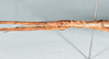 CollectionObject 1559915; 69f249c1-6a19-4cfc-9601-d21466f11b2b: copyright MNHN, Paris. female: head & thorax, lateral view (paratype). (CollectionObject).
