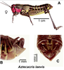 Aztecacris laevis (Rehn, 1900): (Otu).