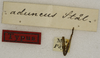CollectionObject 1529698; a14a7e32-500d-4e1c-a3a8-48317d5b9ff4: labels (holotype). (CollectionObject).