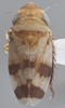 Habitus, dorsal view: !! display not done !! on Anoscopus serratulae (Fabricius, 1775): Dorsal - light. Light color variation. (Observation).
