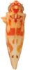 Habitus, dorsal view: Habitus (OSU collection). (Observation).